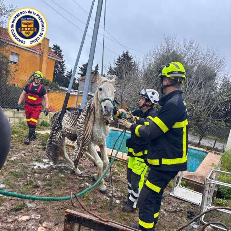 Los bomberos rescatan a un caballo que cayó a una piscina