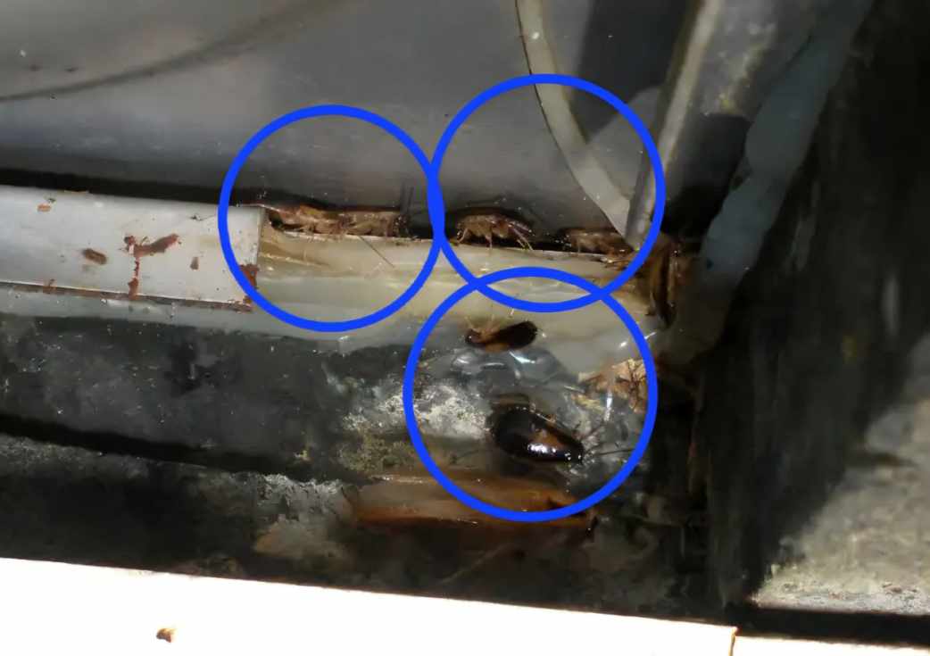 La dotación de la Fragata ‘Victoria’ denuncia una plaga de cucarachas e insalubridad a bordo