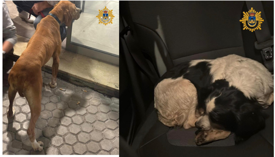 La Polic&iacute;a Local portuense recupera dos perros sustra&iacute;dos en Toledo