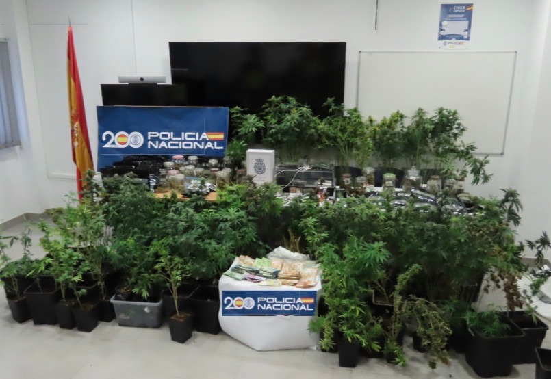 Desmantelada una plantación de marihuana en el centro de Rota