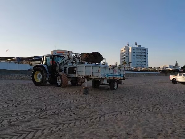 El Ayuntamiento retira el alga asiática acumulada en la playa de El Buzo