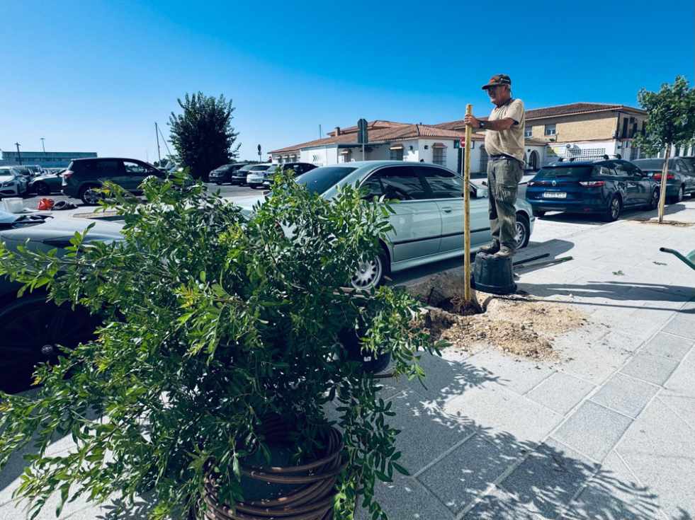Comienza  la plantación del nuevo arbolado en la Avenida de la Bajamar