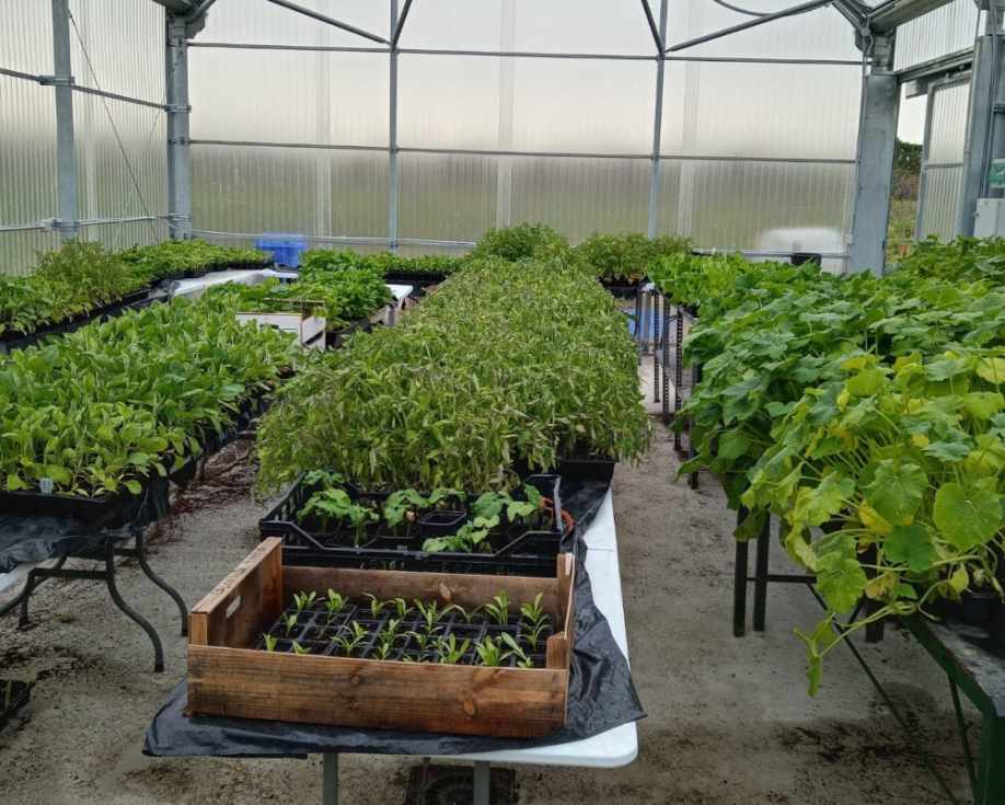 Los ejemplares proceden del Vivero Provincial, situado en Jerez.